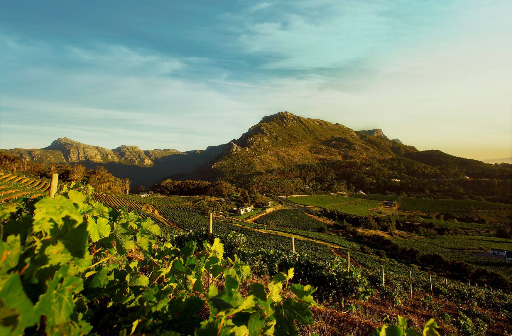 Beau Constantia