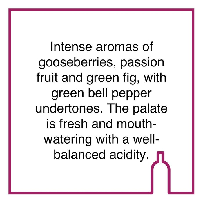 Case of Spier Signature Sauvignon Blanc