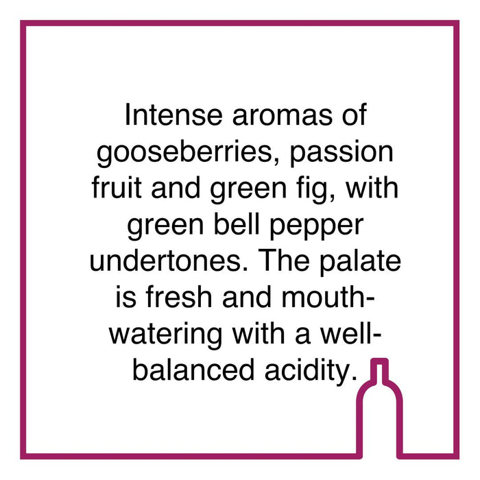 Case of 24 Spier Signature Canned Sauvignon Blanc