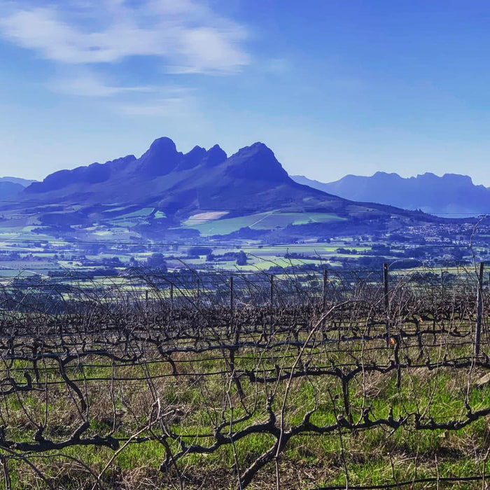 Maree Family Wines