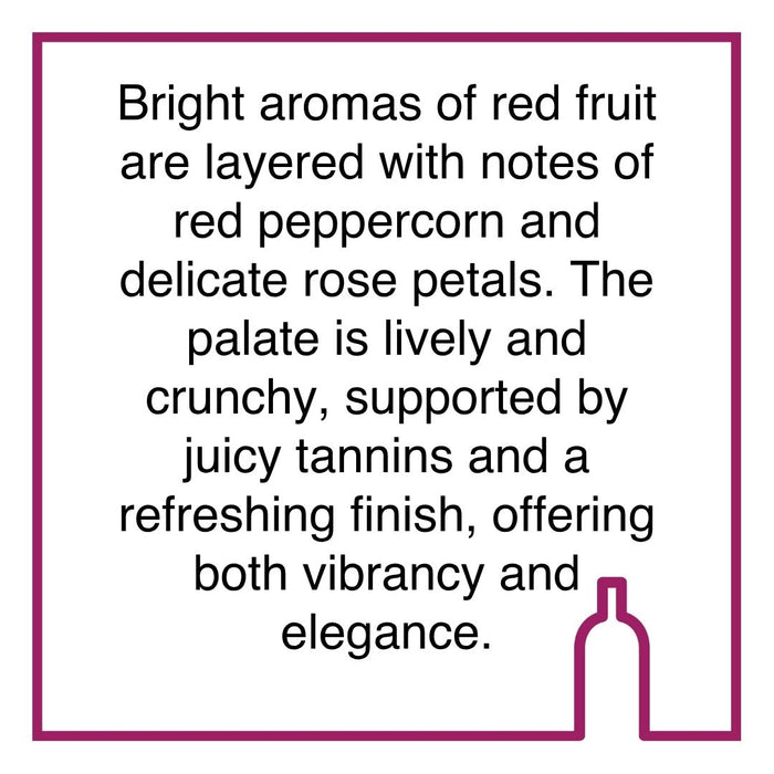 Case of Rickety Bridge Regna Loca Cinsault
